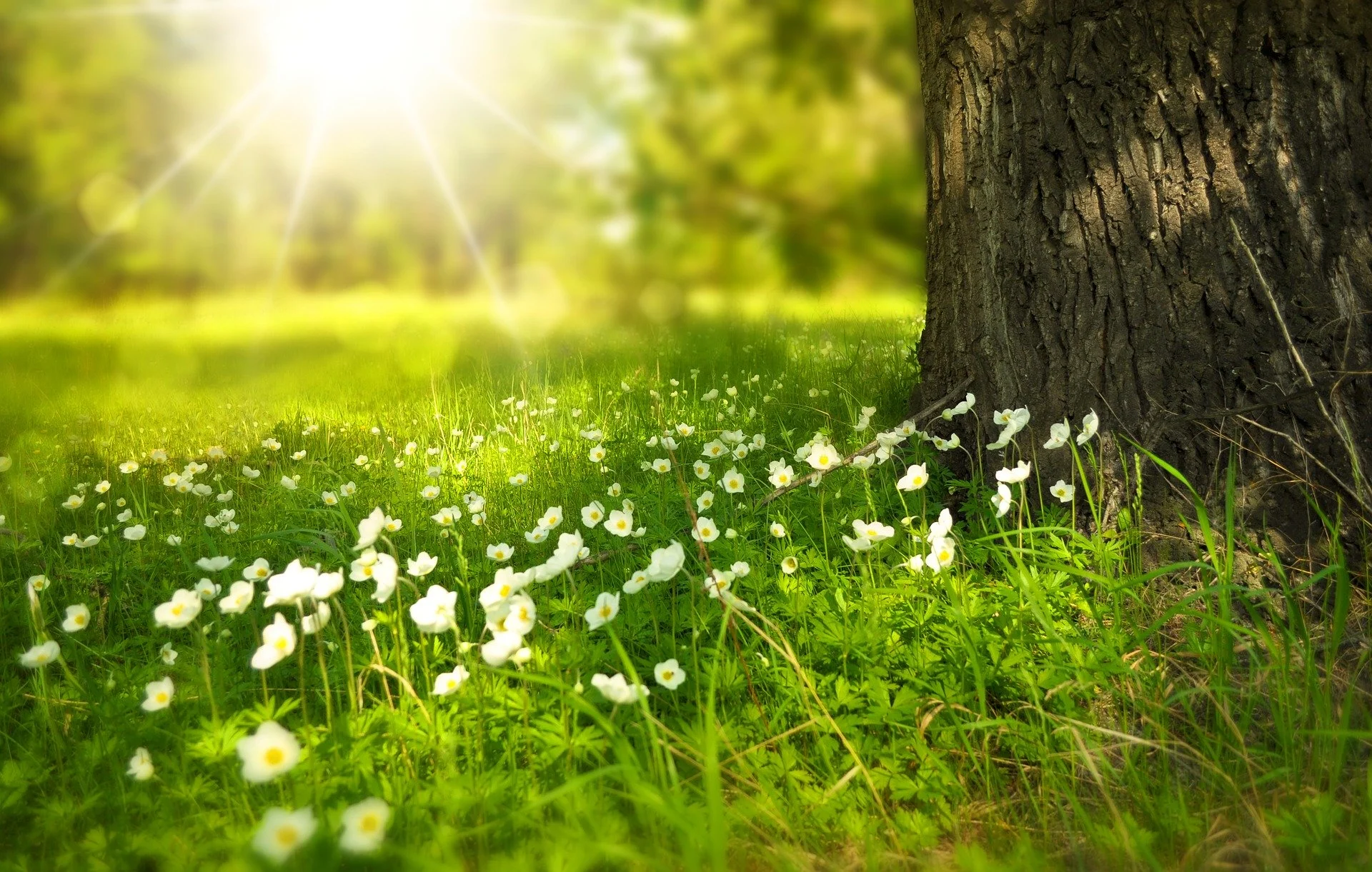 Awakening Your Inner Harmony: A Holistic Guide to Spring Equinox Wellness and Energy Restoration
