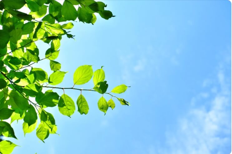 Seize the Golden Window of Wellness: Begin Sanfu with Dayan Five Elements to Balance the Organs and Eliminate Long-Standing Ailments