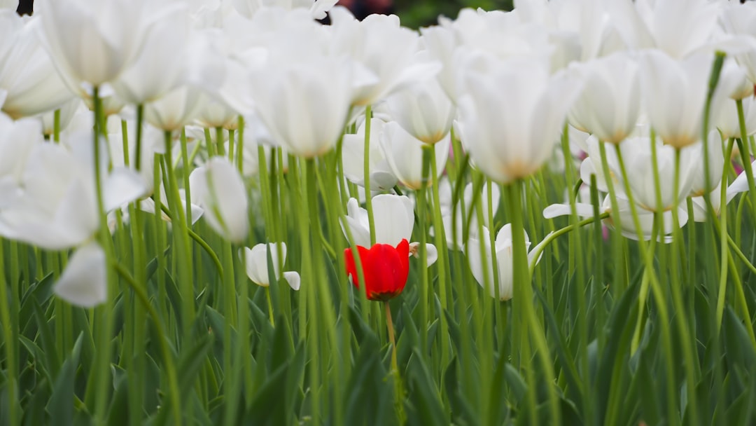 White Dew Qigong Wellness – Nourish Lungs & Strengthen Qi
