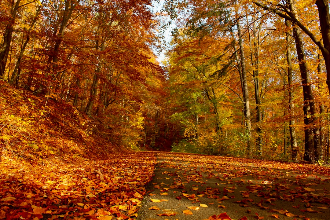 Autumn Equinox Qigong: Crane Form for Heart Nourishment | Bai Yin Qigong
