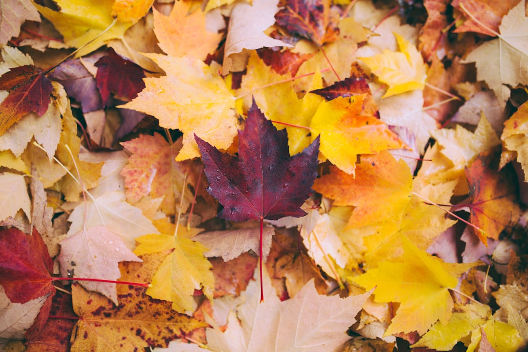 Autumn Qigong Wellness – Strengthen Spleen, Nourish Lungs