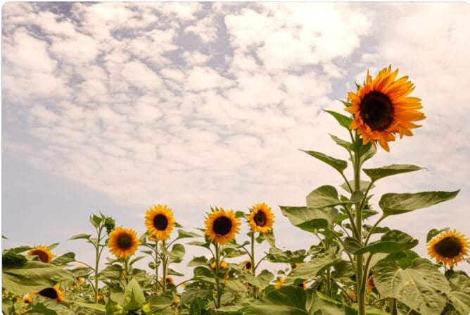 Calm Emptiness and True Qi: Classical Principles for Modern Wellness