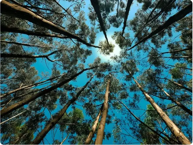 The Secret to Health and Longevity: Living in Harmony with Nature